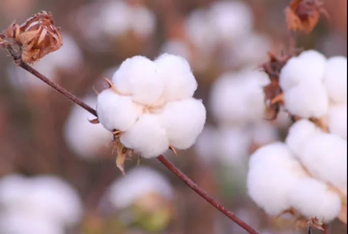棉籽油精煉加工設備，企鵝機械提高油料綜合利用率(圖1)